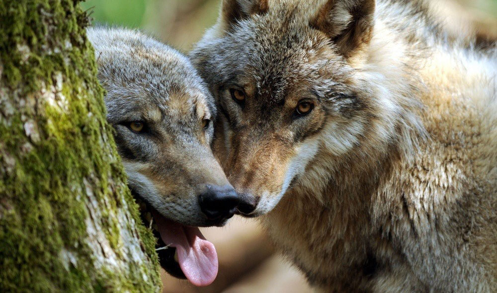 С ноября месяца в Пярнуском уезде застрелено 2 волка